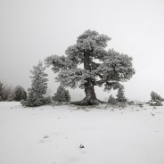Pollino, il Giardino degli Dei