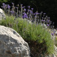 Loricanda, la lavanda selvatica del Pollino