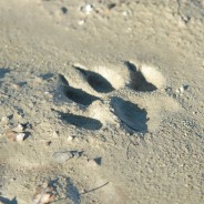 Come riconoscere le tracce dei lupi