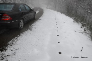 Canis lupus italicus. Che i lupi utilizzano anche le nostre strade con la neve diventa ancora più vero