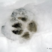 Tracce sulla neve