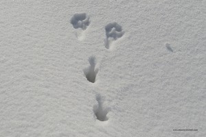 Lepus europaeus. Le impronte delle zampe posteriori potrebbero ingannare i meno esperti ma la lepre se la neve è morbida lascia segni inconfondibili