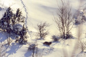 Canis lupus italicus. Trovare una traccia nella neve alta e morbida senza vedere chi è passato diventa molto difficile capire chi è passato