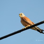 Il falco grillaio