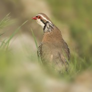 Pernice rossa, Alectoris rufa