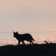 Nel Pollino un campo per conoscere il lupo