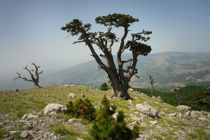 Parco nazionale del Pollino. Pino loricato, Pinus leucodermis. 