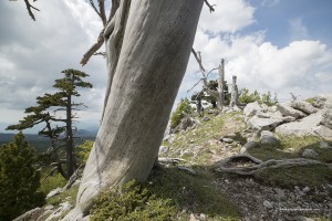 Pini loricati. Pinus leucodermis