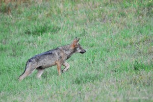 Canis lupus italicus in atteggiamento di caccia 