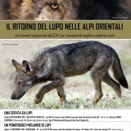 Nel mondo dei lupi – Camposampiero Padova
