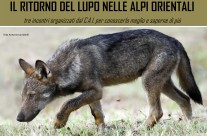 Nel mondo dei lupi – Camposampiero Padova