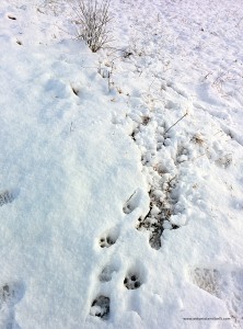 Raspate di lupo sulla neve