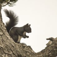 Scoiattolo meridionale, Sciurus meridionalis