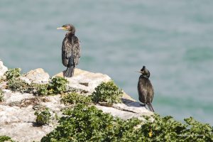 Cormorano e cormorano dal ciuffo, Phalacrocorax carbo 