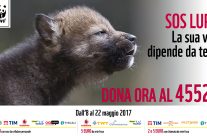 SOS Salviamo il lupo dai crimini di natura