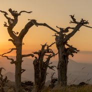 Il Pollino, sfumature estive