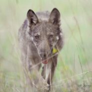 Paura del lupo: tutti gli stereotipi da sfatare sul grande predatore