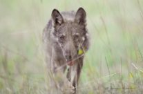 Paura del lupo: tutti gli stereotipi da sfatare sul grande predatore