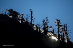 Pollino 9 dicembre 2018  alba tra i pini loricati Pinus eucodermis
