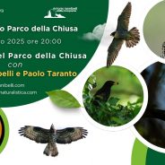 Il Parco della Chiusa e i suoi abitanti alati: due incontri per conoscerli meglio