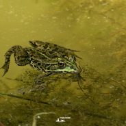 Trappole ecologiche e ambientalismo di facciata: il paradosso del bordo strada