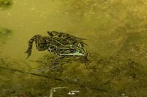 Trappole ecologiche e ambientalismo di facciata: il paradosso del bordo strada