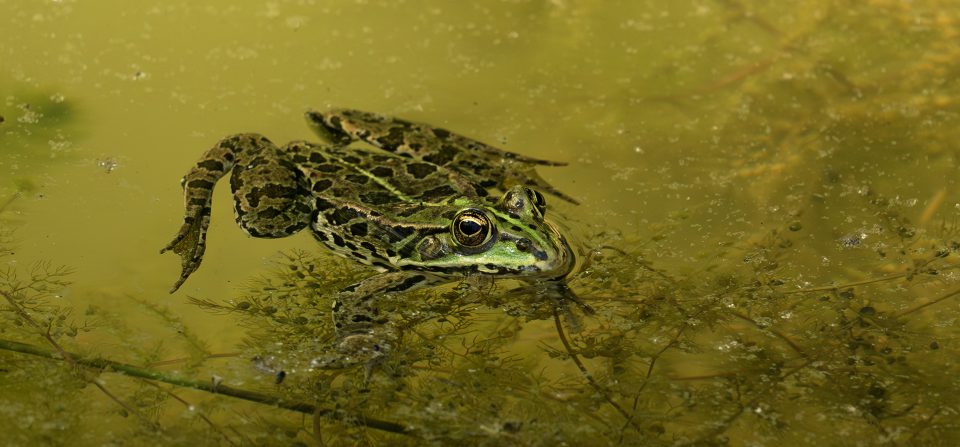 Trappole ecologiche e ambientalismo di facciata: il paradosso del bordo strada