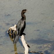 Area di Riequilibrio Ecologico del Torrente Idice – San Lazzaro di Savena, Bologna