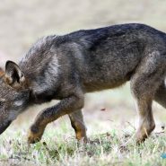 Educazione ambientale nelle scuole: il progetto Un lupo per amico di Antonio Iannibelli
