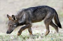 Educazione ambientale nelle scuole: il progetto Un lupo per amico di Antonio Iannibelli