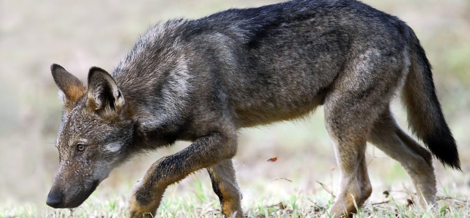 Educazione ambientale nelle scuole: il progetto Un lupo per amico di Antonio Iannibelli