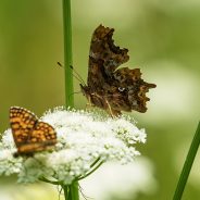 Parco del Belpoggio: il tempo della natura