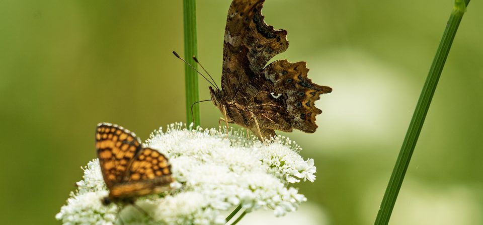 Parco del Belpoggio: il tempo della natura