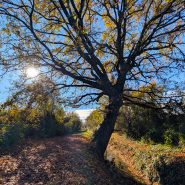 Bertalia-Lazzaretto: più natura, meno asfalto. L’importanza della biodiversità a Bologna.