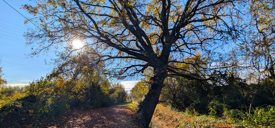 Bertalia-Lazzaretto: più natura, meno asfalto. L’importanza della biodiversità a Bologna.