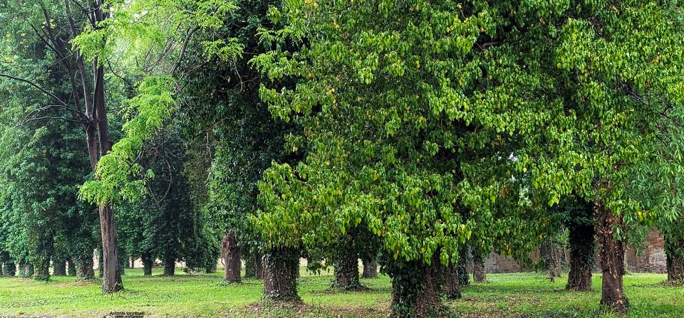 Area ex Caserma Sani: Bologna ha bisogno di polmoni