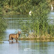 NARD16 Roma. Una vita tra i lupi: dalla strage silenziosa alla speranza della Rete Natura Privata