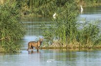 NARD16 Roma. Una vita tra i lupi: dalla strage silenziosa alla speranza della Rete Natura Privata