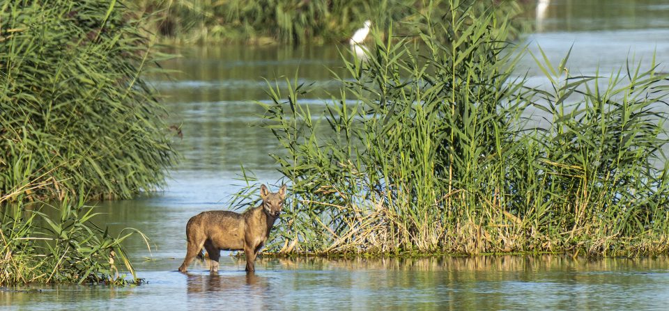 NARD16 Roma. Una vita tra i lupi: dalla strage silenziosa alla speranza della Rete Natura Privata