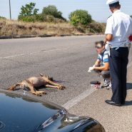 Guidare con consapevolezza per tutelare la Vita e la Biodiversità