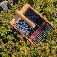 Una mattina tra i mirtilli: la mia esperienza da aspirante Guardia Ecologica Volontaria