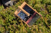 Una mattina tra i mirtilli: la mia esperienza da aspirante Guardia Ecologica Volontaria