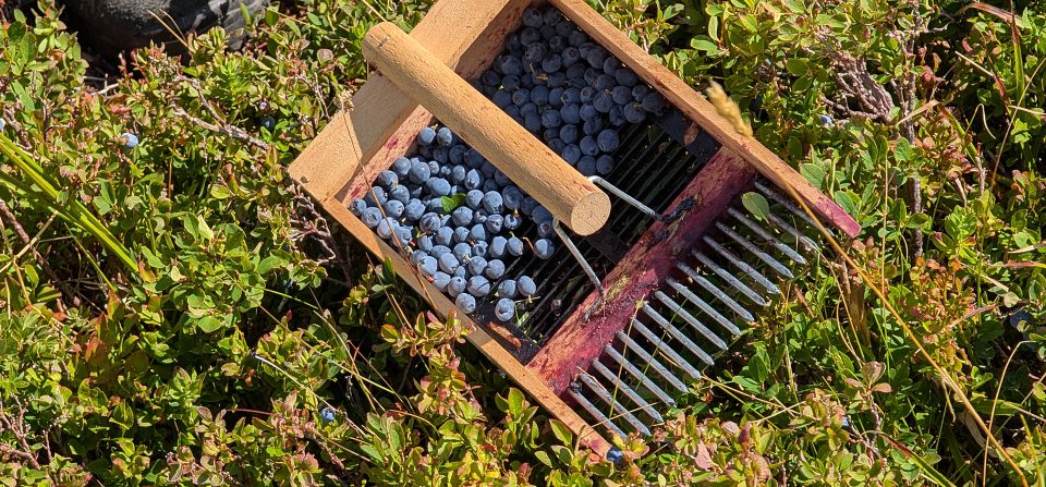 Una mattina tra i mirtilli: la mia esperienza da aspirante Guardia Ecologica Volontaria